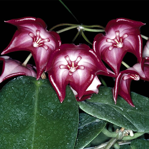 HOYA macgillivrayi - Growing Native Plants