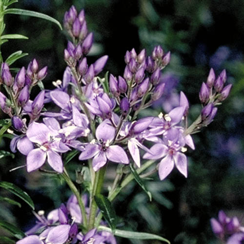 Veronica Formosa