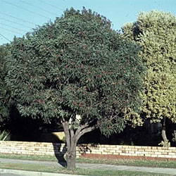 Hakea laurina