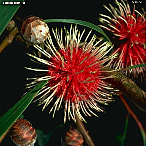 chartrounpabing Download western australian native plants gardens