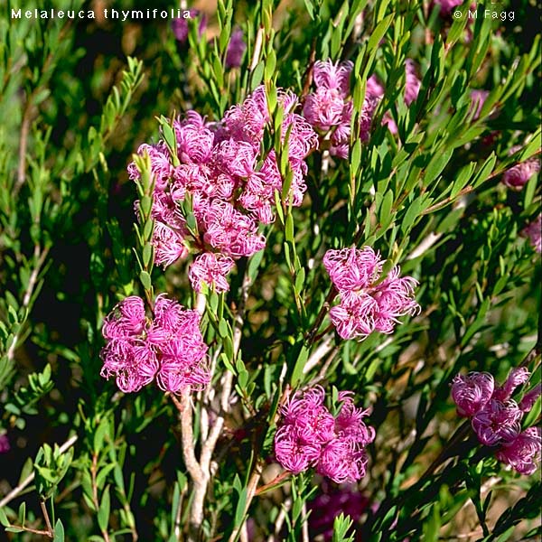 herbicide kill melaleuca tree