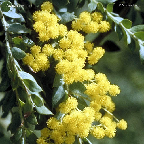 Acacia Plant