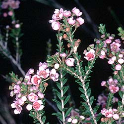 photo of flowers