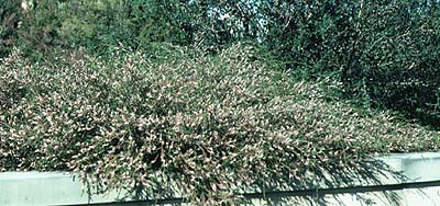 photo of whole plant