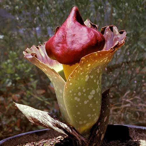 Photo of Amorphophallus paeoniifolius