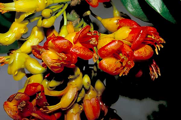 photo of Castanospermum australe