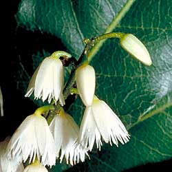 Photo of Elaeocarpus reticulatus - click for more