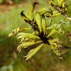 Photo of Macropidia fuliginosa - click for more