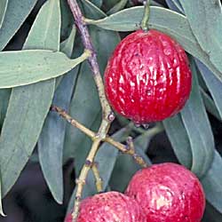 Photo of Santalum acuminatum - click for more
