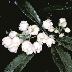 Anopterus glandulosus