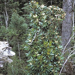 Anopterus glandulosus shrub in the wild