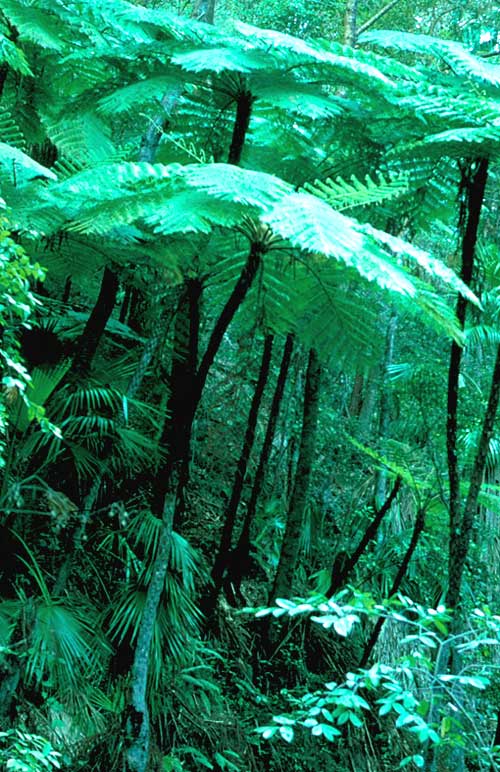 Cyathea cooperi