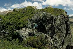 photo: Podocarpus lawrencei 