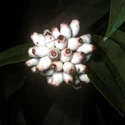 Syzygium wilsonii  fruit