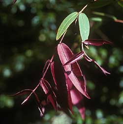 Syzygium wilsonii coloured new growth