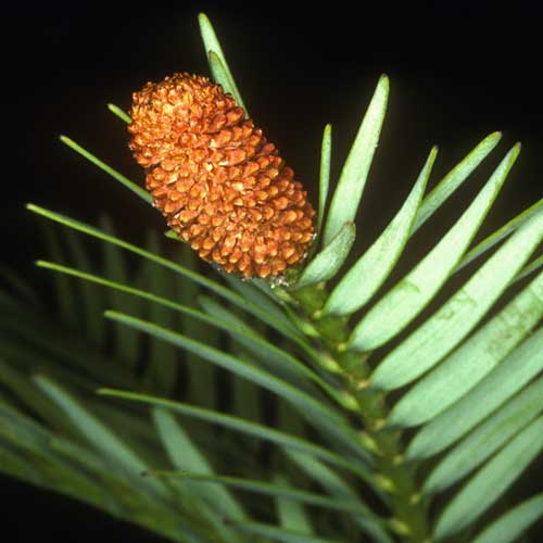 http://www.anbg.gov.au/gnp/interns-2004/wollemi-nobilis-cone-big.jpg