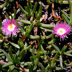 Carpobrotus glaucescens (05-89) click to enlarge