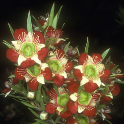 Leptospermum spectaile (A5896) click to enlarge