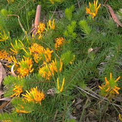 Persoonia chamaepitys (A19232) - click to enlarge