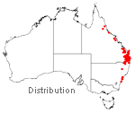 Dockrillia linguiformis distribution map