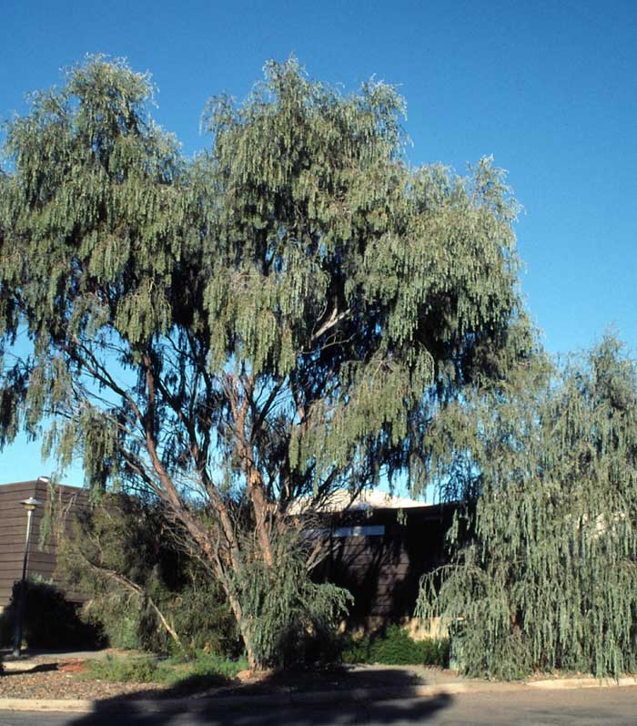 Acacia pendula tree in a suburban garden