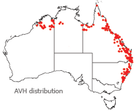 Melia azedarach distribution