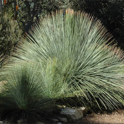 Xanthorrhoea glauca