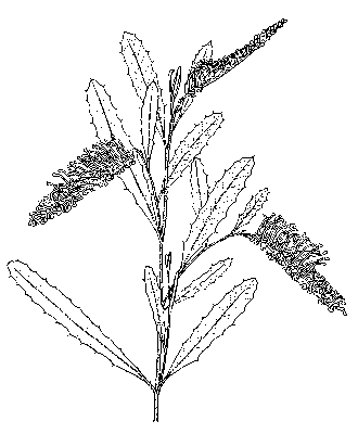 Drawing of Grevillea wilkinsonii