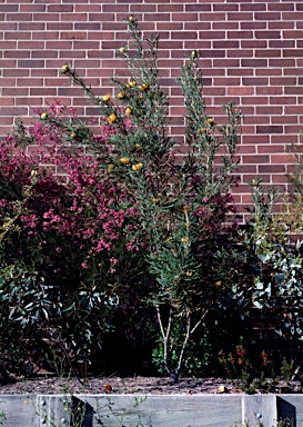 APII jpeg image of Banksia formosa  © contact APII