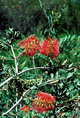 APII jpeg image of Melaleuca macronychia subsp. macronychia  © contact APII