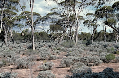 APII jpeg image of Eucalyptus urna  © contact APII