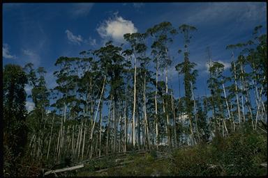 APII jpeg image of Eucalyptus fraxinoides  © contact APII