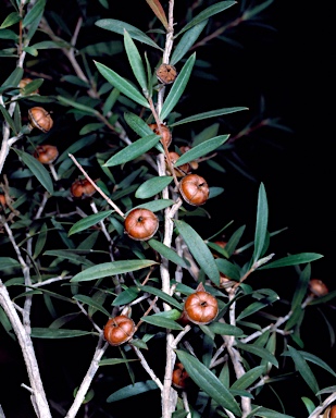 APII jpeg image of Leptospermum morrisonii  © contact APII