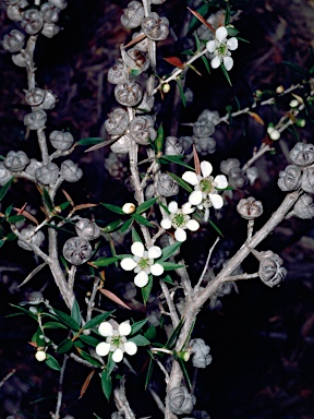 APII jpeg image of Leptospermum scoparium  © contact APII