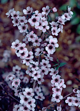 APII jpeg image of Leptospermum 'Freya'  © contact APII