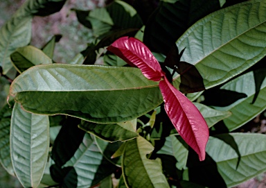 APII jpeg image of Syzygium erythrocalyx  © contact APII