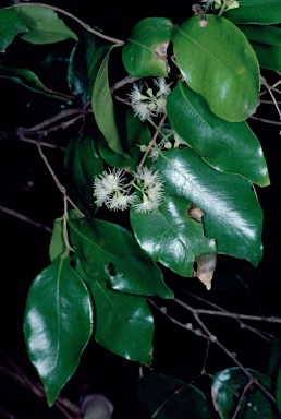 APII jpeg image of Syzygium francisii  © contact APII