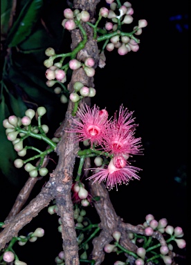 APII jpeg image of Syzygium moorei  © contact APII