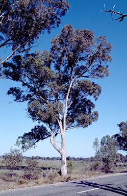 APII jpeg image of Eucalyptus microcarpa  © contact APII