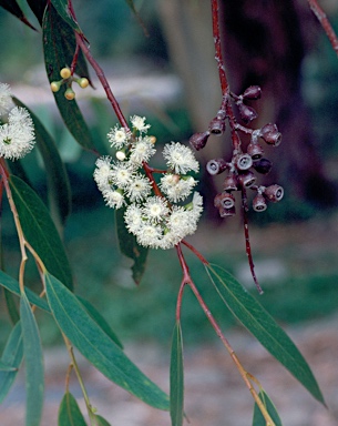 APII jpeg image of Eucalyptus oreades  © contact APII