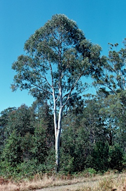 APII jpeg image of Eucalyptus racemosa  © contact APII