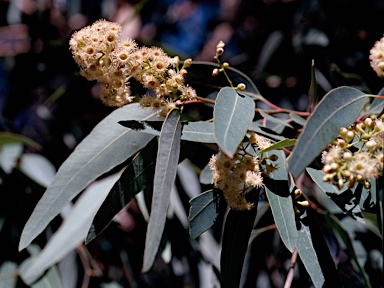 APII jpeg image of Eucalyptus rudderi  © contact APII