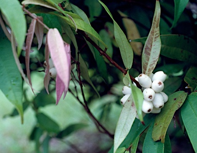 APII jpeg image of Syzygium wilsonii  © contact APII