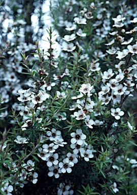 APII jpeg image of Leptospermum scoparium  © contact APII
