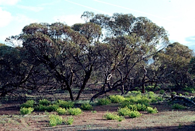 APII jpeg image of Eucalyptus oleosa  © contact APII