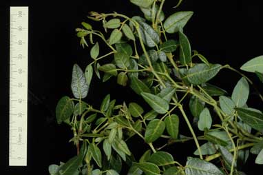 APII jpeg image of Hardenbergia comptoniana 'LittleGL'  © contact APII