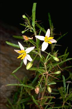 APII jpeg image of Solanum ferocissimum  © contact APII