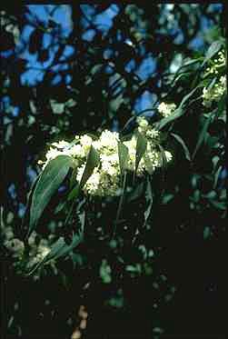Photo of Acacia binervata