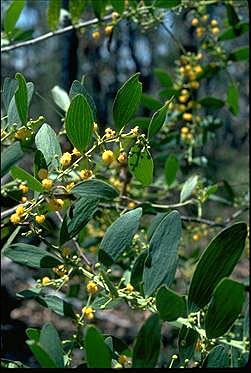 Photo of Acacia complanata