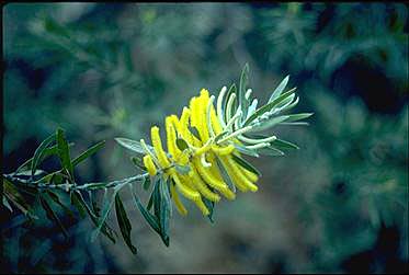 Photo of Acacia conspersa